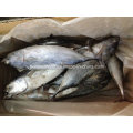 IQF Bonito Fish for Market